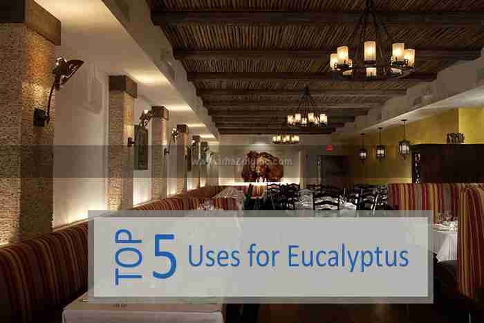 Top 5 Uses for Eucalyptus Wood