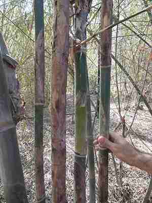 Mature bamboo