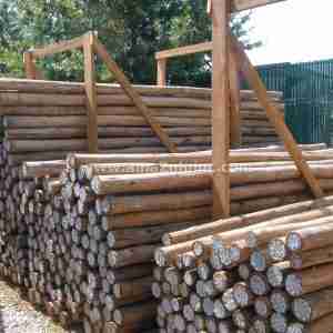 Large piles of eucalyptus poles prepared for construction.