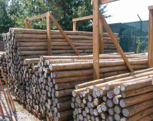 Large piles of eucalyptus poles prepared for construction.