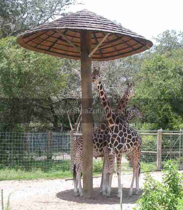 Giraffes in Thatch umbrella shade