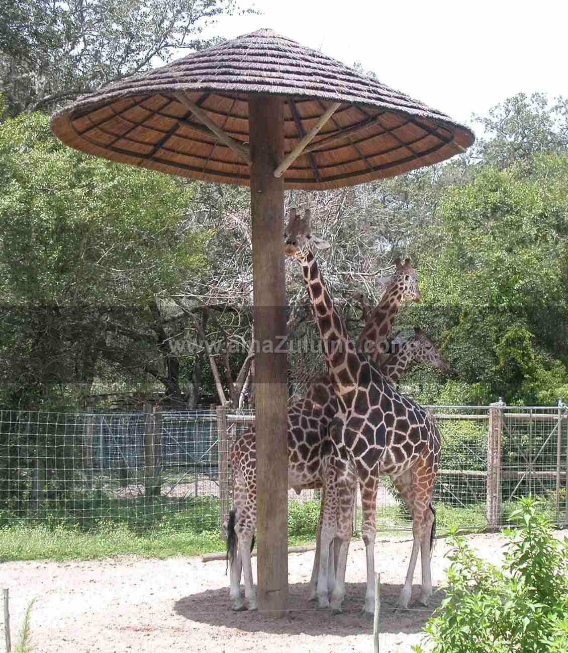 Giraffes in Thatch umbrella shade