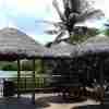 natural Thatch umbrellas