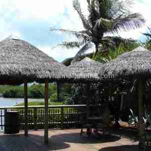 Thatch Umbrellas