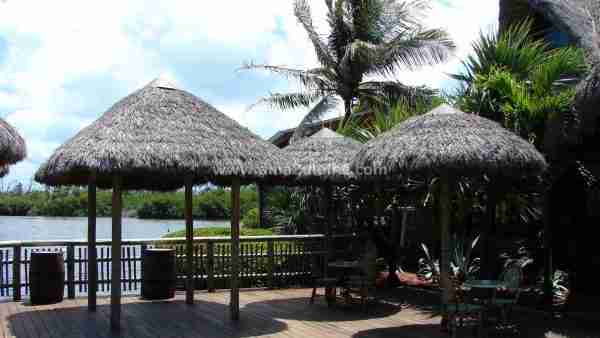 natural Thatch umbrellas