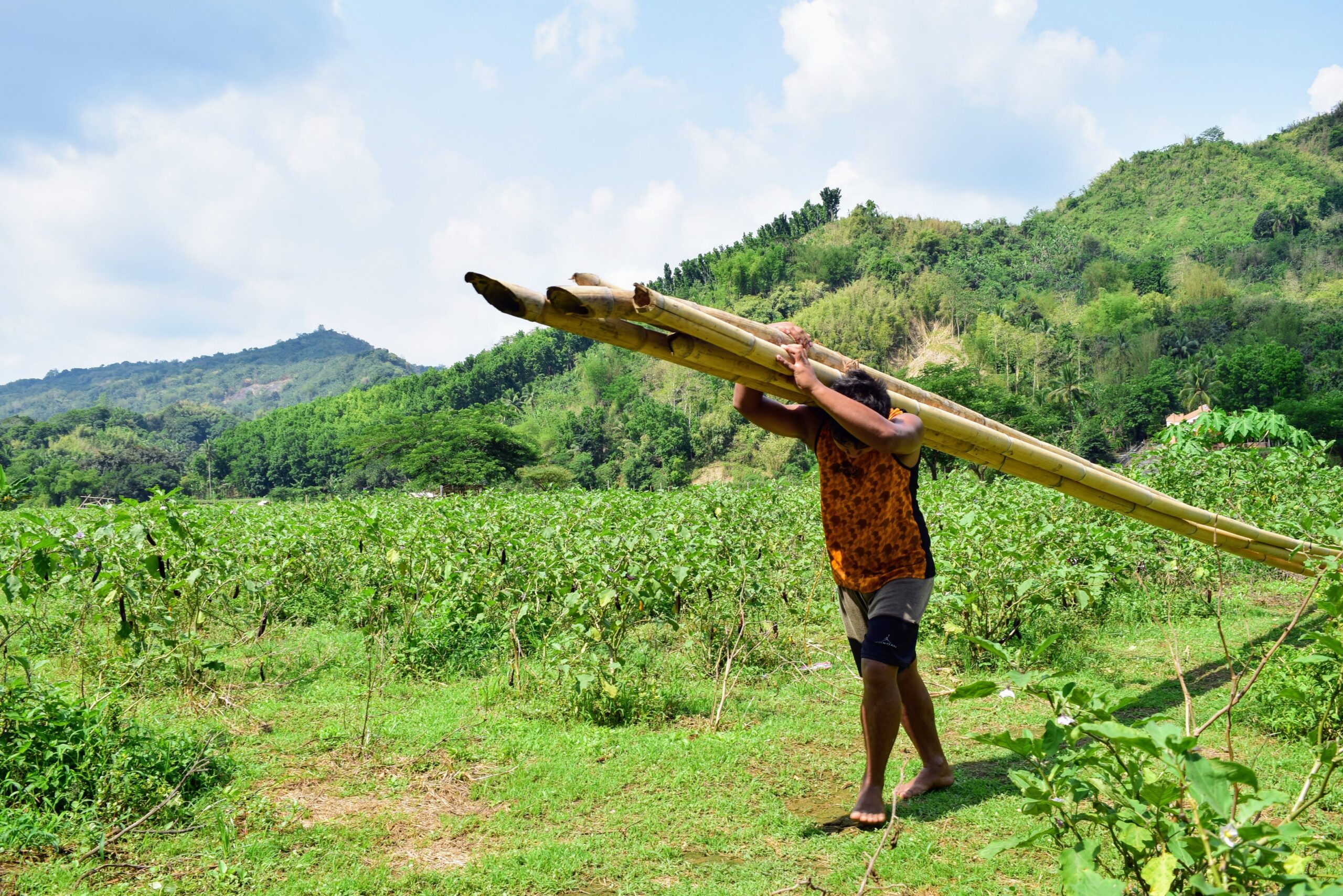 Bamboo Pole Diameter and Length Guide for Commercial Buyers