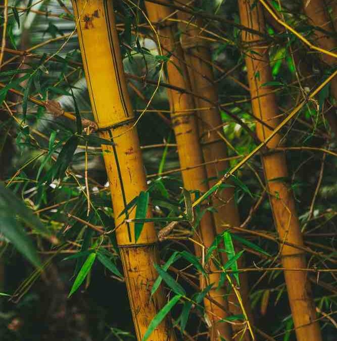 Bamboo Pole Diameters Explained: Choosing the Right Size for Your Project