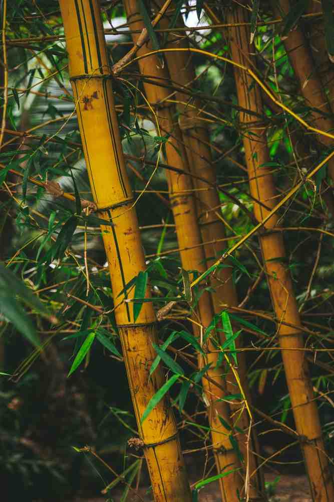 Bamboo Pole Diameters Explained: Choosing the Right Size for Your Project