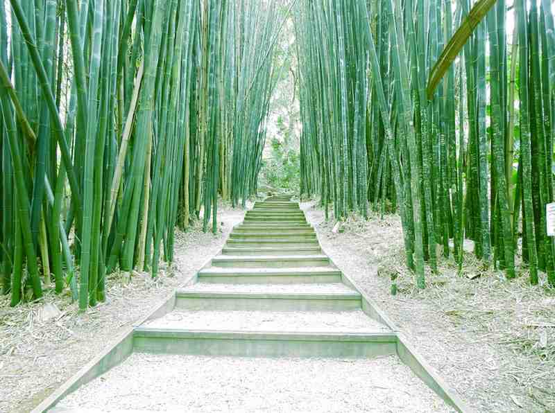 Bamboo Poles for Outdoor Structures: Code, Safety, and Durability