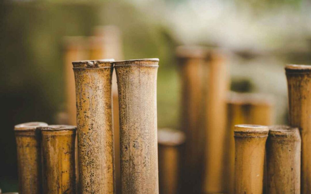 Bamboo Poles vs Eucalyptus Poles for Outdoor Construction