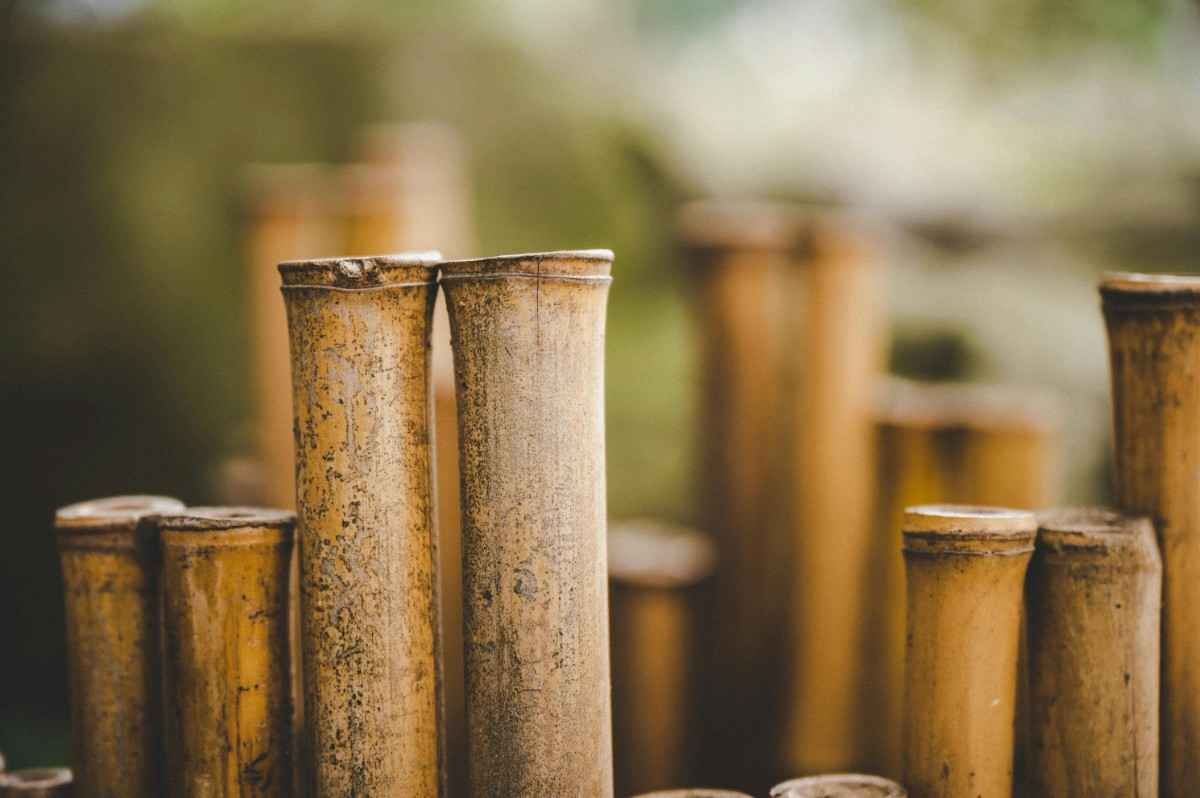 Bamboo Poles vs Eucalyptus Poles for Outdoor Construction