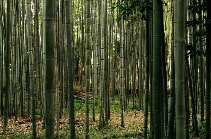 Bamboo poles used in commercial zoo exhibit construction