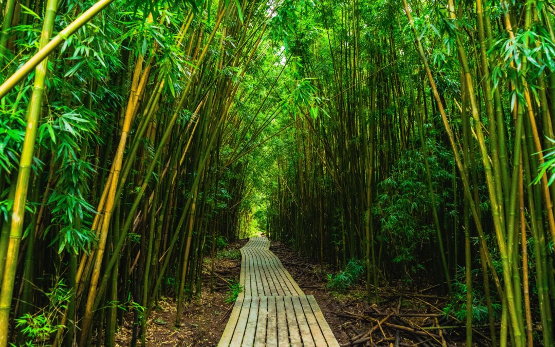 How to Choose a Commercial Bamboo Supplier for a Zoo Project