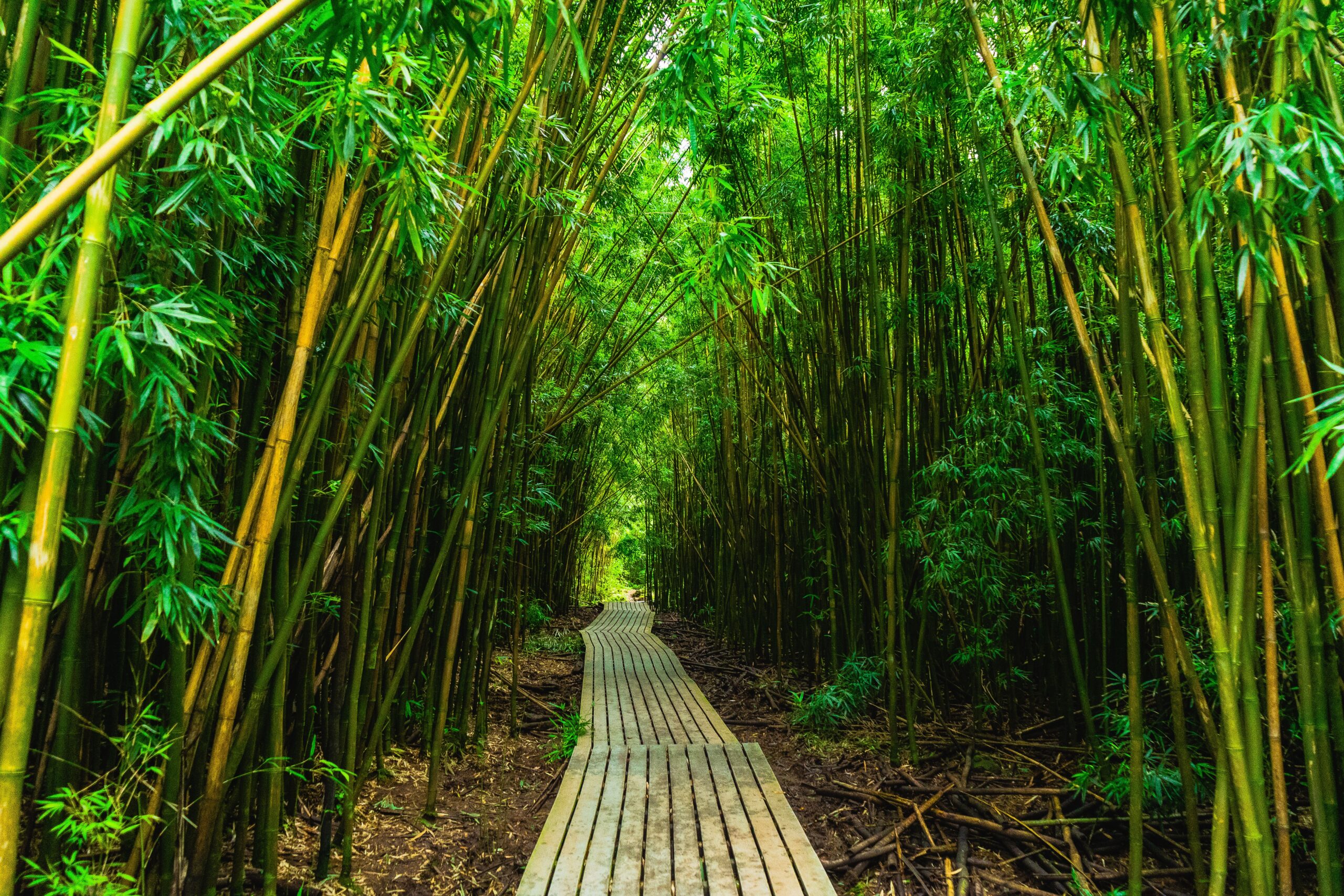How to Choose a Commercial Bamboo Supplier for a Zoo Project