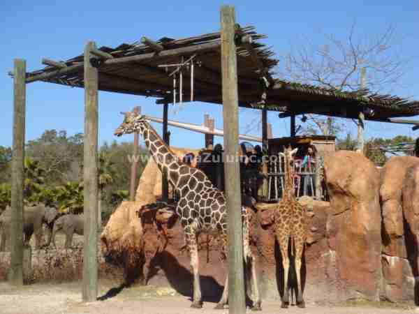 eucalyptus zoo covering