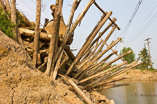 eucalyptus poles construction