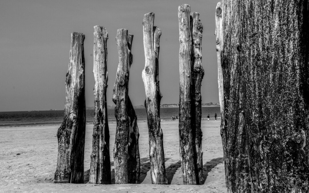 Eucalyptus Poles for Shade Structures: What to Know Before You Spec