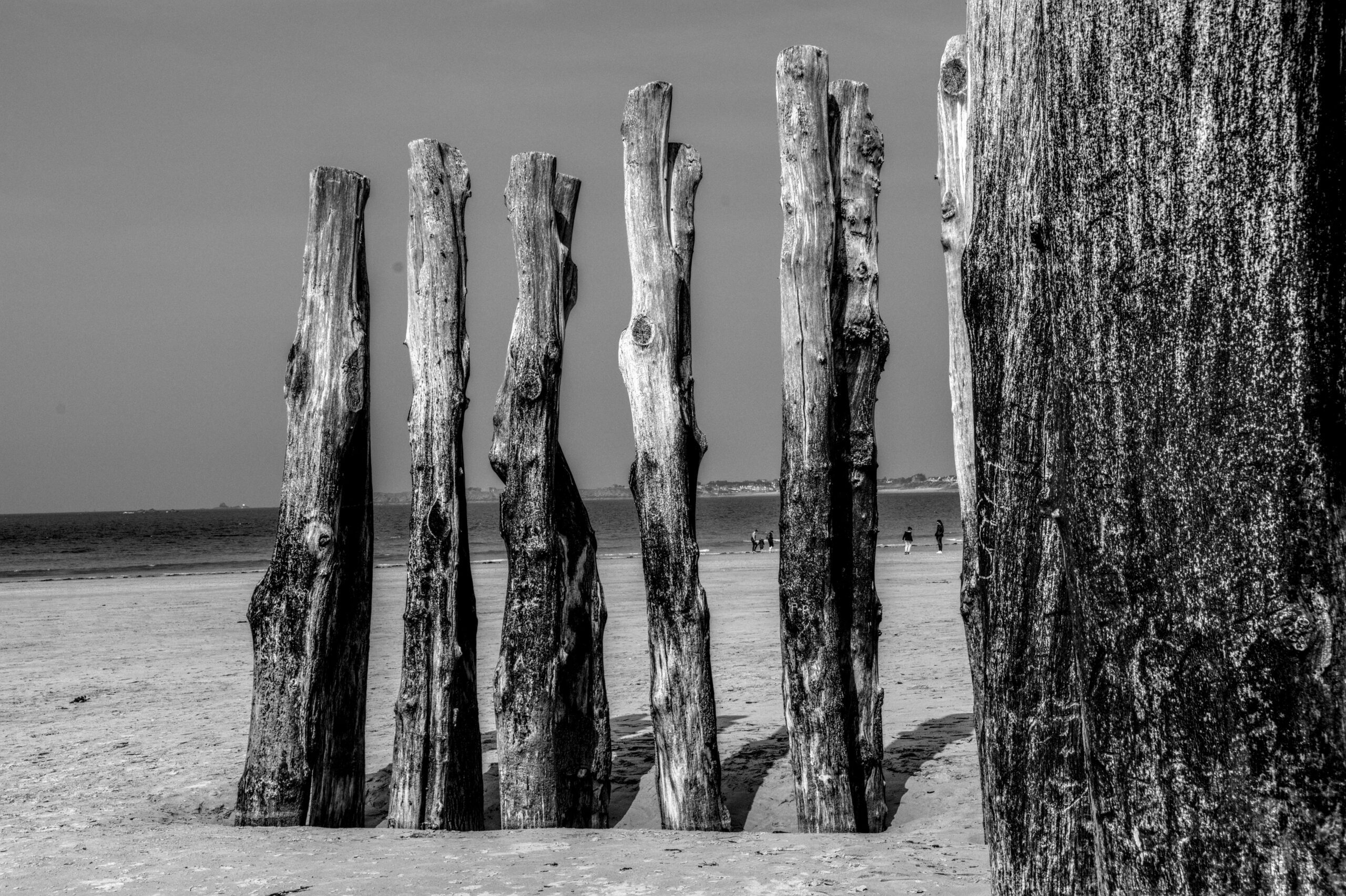 Eucalyptus Poles for Shade Structures: What to Know Before You Spec