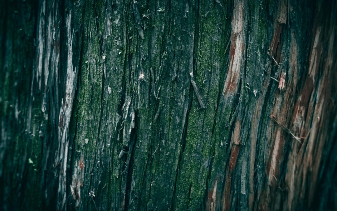 Eucalyptus Poles vs Cedar Poles for Commercial Outdoor Projects