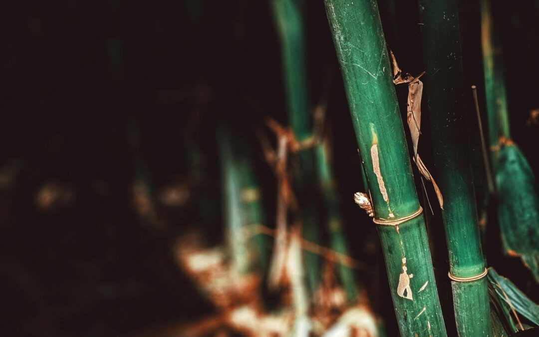 How Long Do Bamboo Poles Last Outdoors? Factors That Matter
