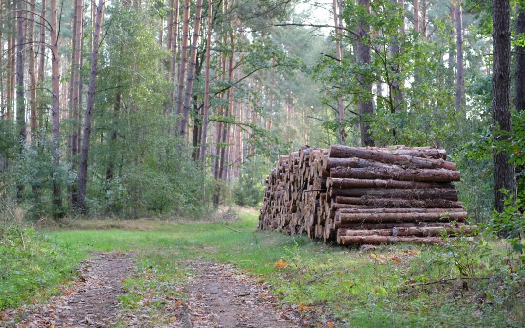 How to Inspect Eucalyptus Poles Before Installation