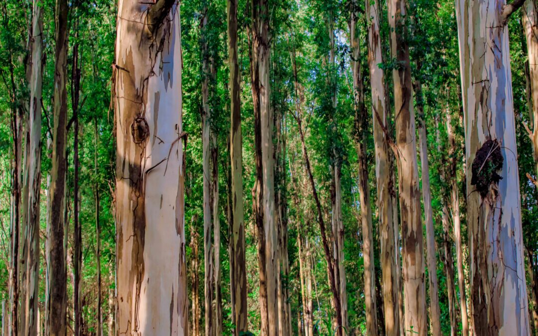 Peeled vs Unpeeled Eucalyptus Poles: Which Should You Specify?