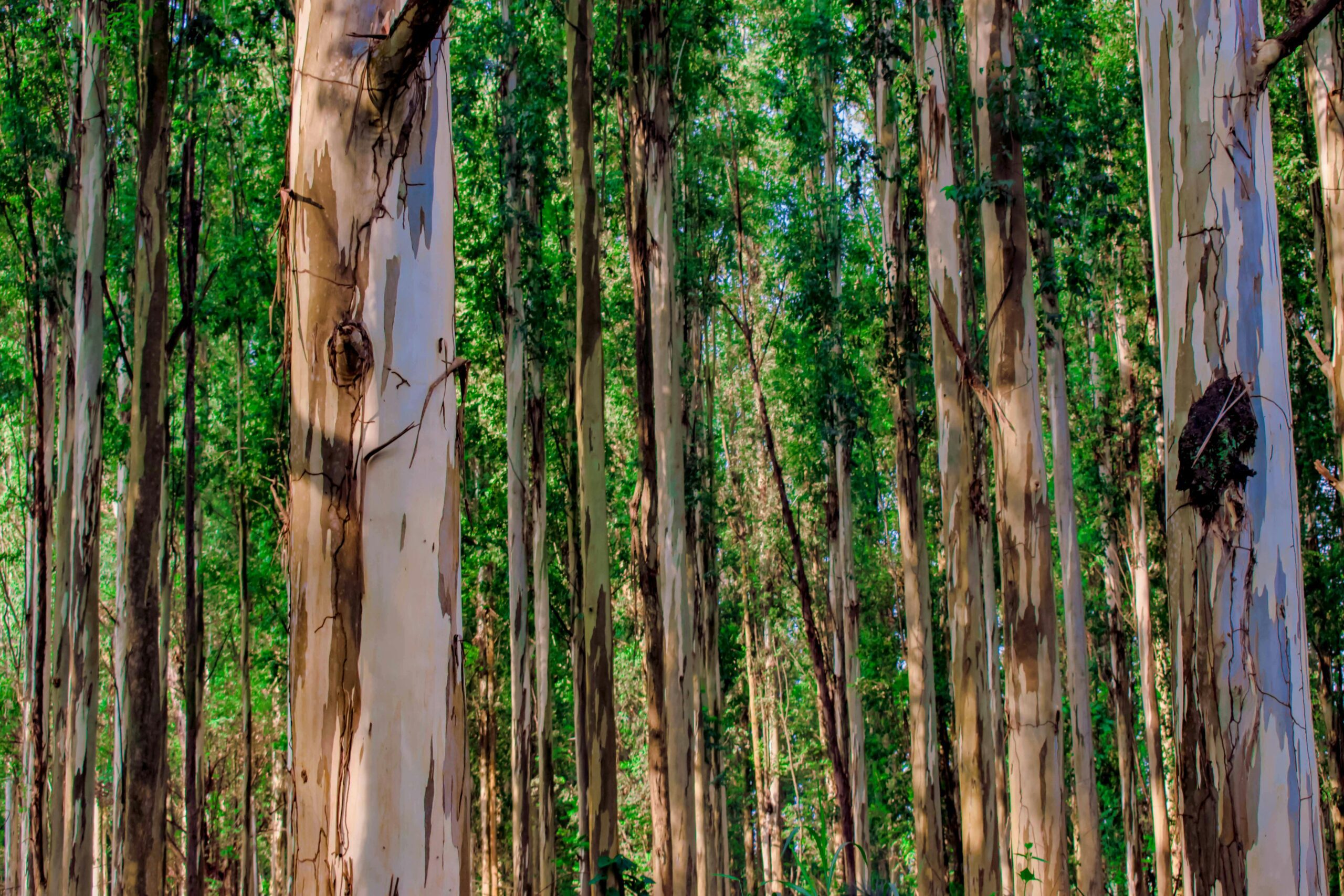 Peeled vs Unpeeled Eucalyptus Poles: Which Should You Specify?