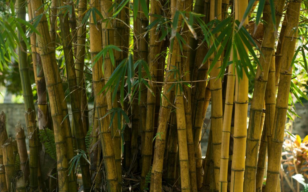 Natural Bamboo Poles: Species, Appearance, and Performance