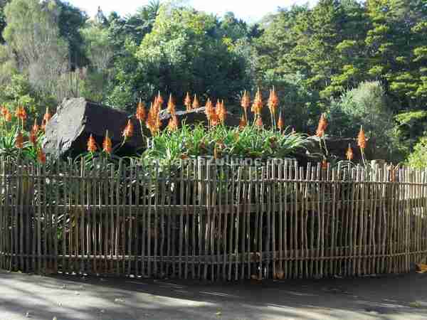 rustic eucalyptus fencing - zoo