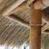 Tahiti Thatch - Image 10